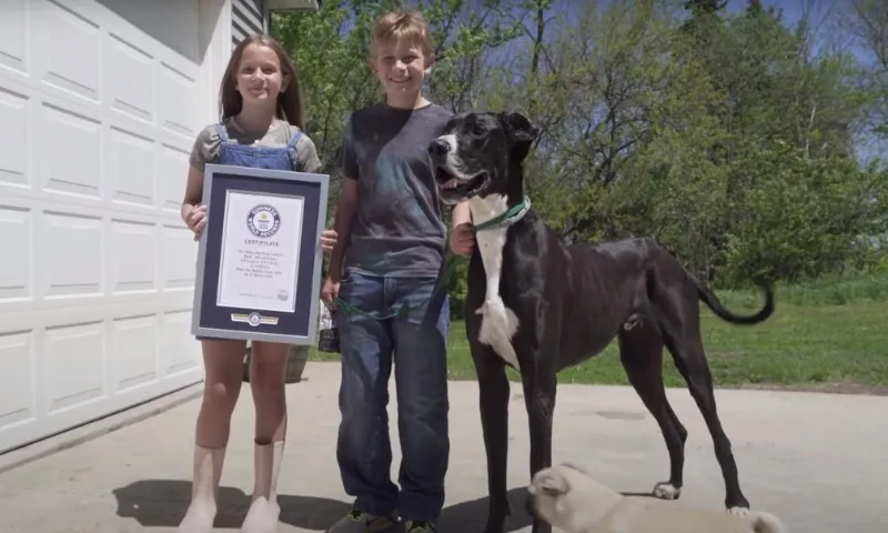 Imagem ilustrativa da imagem Cão mais alto do mundo morre apenas seis dias após receber o título do 'Guinness'