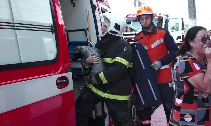 Imagem ilustrativa da imagem Cadela é resgatada de incêndio em prédio de Vila Velha