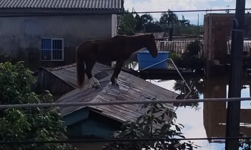Imagem ilustrativa da imagem Cavalo é resgatado de telhado em Canoas após mobilização