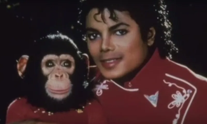 Imagem ilustrativa da imagem Chimpanzé de Michael Jackson ainda está vivo e mora em santuário na Flórida