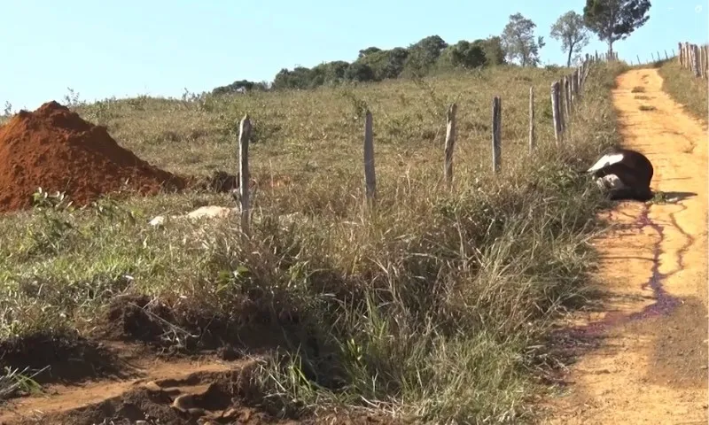 Imagem ilustrativa da imagem Criminosos matam gado e roubam carnes na zona rural de Guarapari