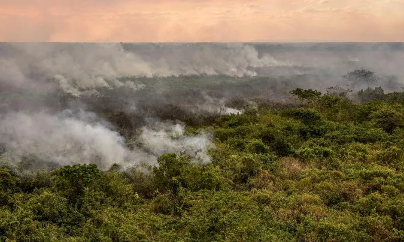 Imagem ilustrativa da imagem Pantanal poderá ter crise hídrica histórica em 2024, aponta estudo