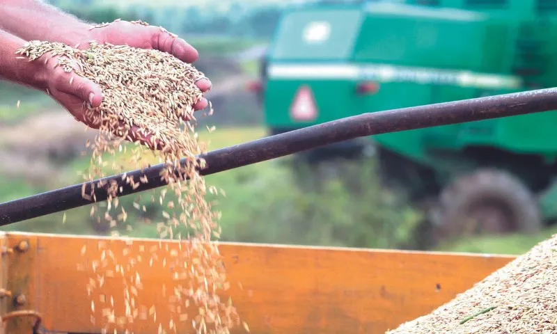 Imagem ilustrativa da imagem Para conter alta nos preços, Brasil vai ter de importar arroz e feijão
