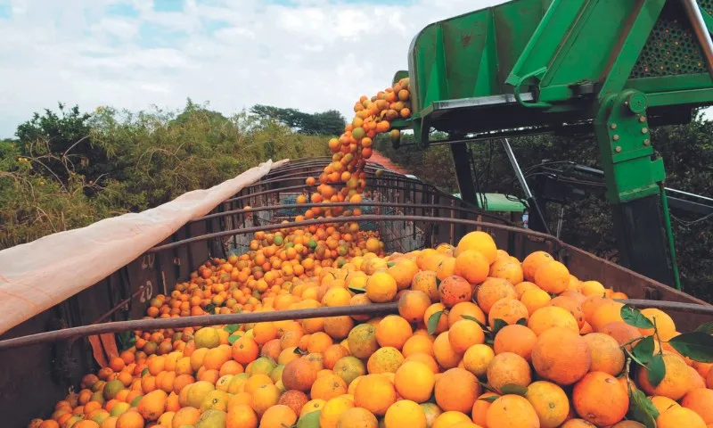 Imagem ilustrativa da imagem Pior safra de laranja em 36 anos