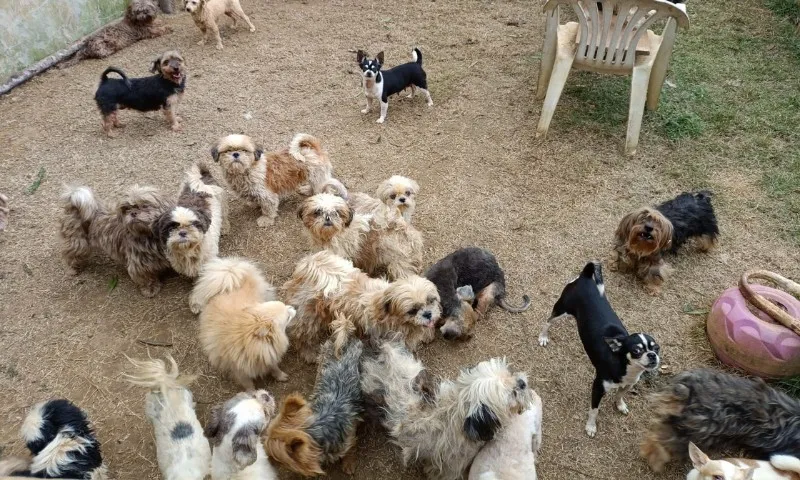 Imagem ilustrativa da imagem Polícia encontra 192 cães com sinais de maus-tratos dentro de canil em Viana