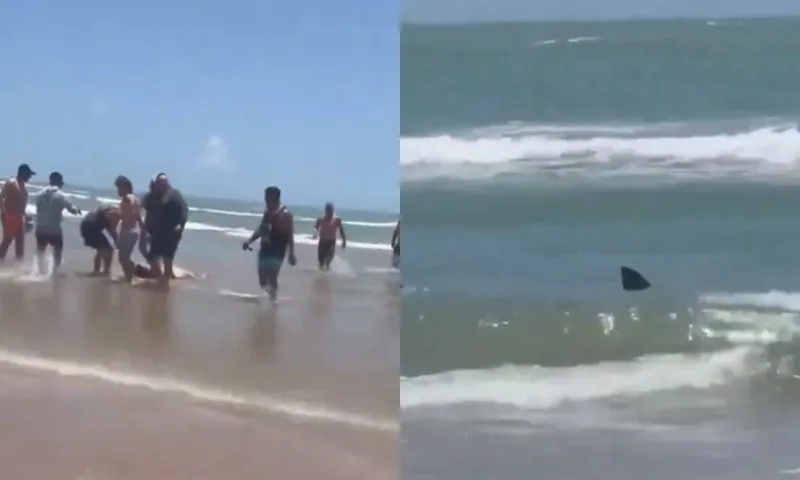 Imagem ilustrativa da imagem Quatro pessoas ficam feridas após ataque de tubarão em praia dos EUA
