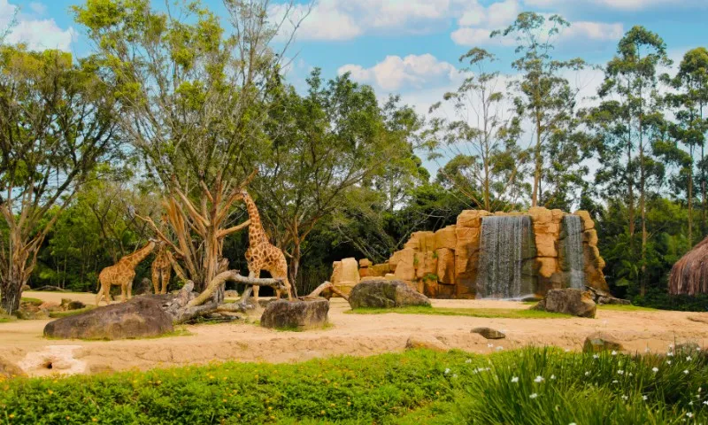 Imagem ilustrativa da imagem Zoológico do Beto Carrero World é encerrado após 32 anos