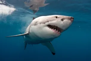 Imagem ilustrativa da imagem Cardume com até 200 tubarões é avistado no litoral de SP