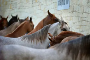 Imagem ilustrativa da imagem Humanos passaram a criar cavalos para valer há 4.200 anos