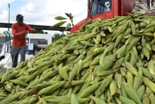 Imagem ilustrativa da imagem Vai começar o plantão do milho no Ceasa. Milho sendo vendido 24h por dia