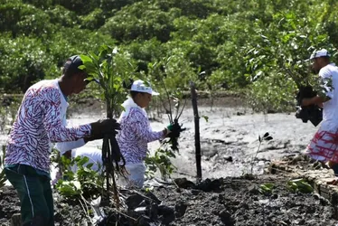 Imagem ilustrativa da imagem 2 mil mudas plantadas na Ilha Joana Bezerra: mangue do Recife revitalizado