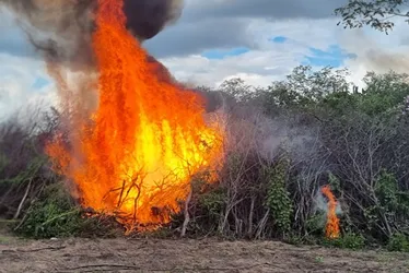 Imagem ilustrativa da imagem Polícia Federal erradica e incinera 13 mil pés de maconha no Sertão de Pernambuco