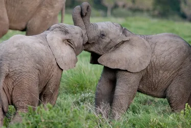 Imagem ilustrativa da imagem África do Sul: turista morre após ser pisoteado por uma manada de elefantes