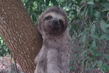 Imagem ilustrativa da imagem Bicho-preguiça é resgatado na BR-101 no Norte do ES. Veja fotos