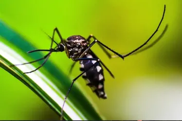 Imagem ilustrativa da imagem Brasil registra 3.254 óbitos por dengue em 2024