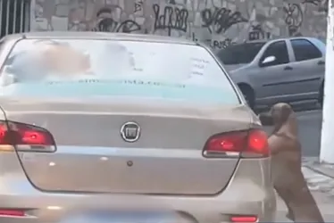 Imagem ilustrativa da imagem CPI dos Maus-Tratos investiga abandono de cachorro no Centro de Vitória