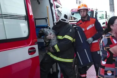 Imagem ilustrativa da imagem Cadela é resgatada de incêndio em prédio de Vila Velha