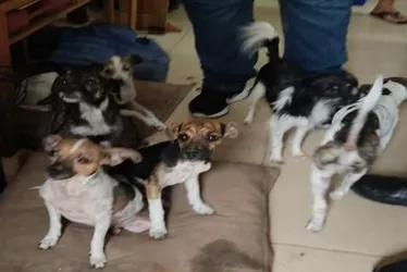 Imagem ilustrativa da imagem Cães das raças pinscher são resgatados na Serra após denúncia de agressão