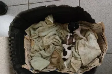 Imagem ilustrativa da imagem Cães das raças pinscher são resgatados na Serra após denúncia de agressão