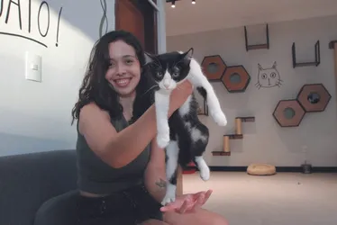Imagem ilustrativa da imagem Cafeterias com espaço para adoção e “point” para gatos