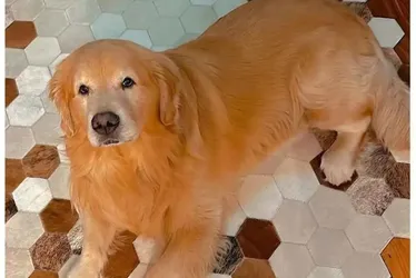 Imagem ilustrativa da imagem Justiça decide arquivar inquérito que investigava morte do cão Joca