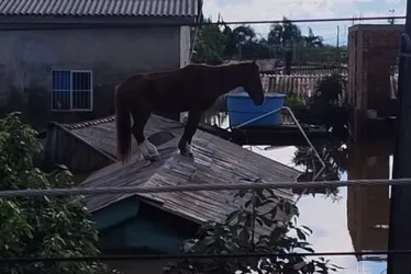 Imagem ilustrativa da imagem Cavalo é resgatado de telhado em Canoas após mobilização