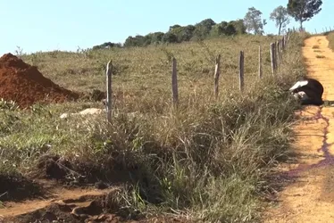 Imagem ilustrativa da imagem Criminosos matam gado e roubam carnes na zona rural de Guarapari