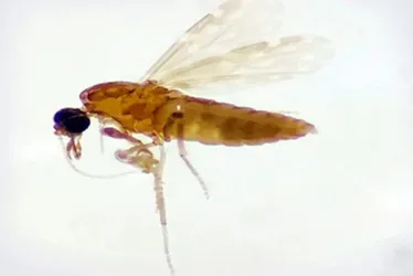 Imagem ilustrativa da imagem ES confirma 56 casos de Febre do Oropouche em oito cidades