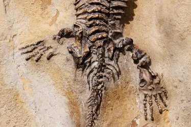 Imagem ilustrativa da imagem Fóssil de espécie que viveu há 237 milhões de anos é encontrado por médico no RS