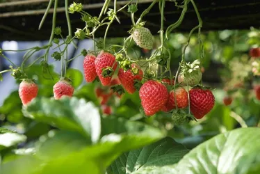 Imagem ilustrativa da imagem Incaper oferece capacitação sobre cultivo de morango em Domingos Martins