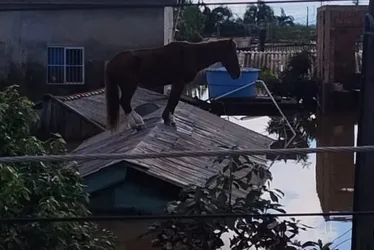 Imagem ilustrativa da imagem O que aconteceu com o Cavalo Caramelo, símbolo das enchentes no Rio Grande do Sul?