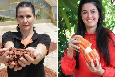 Imagem ilustrativa da imagem Mulheres do cacau: produtoras capixabas buscam melhorias para o cultivo
