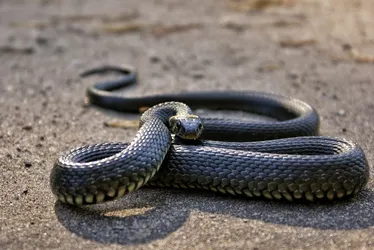 Imagem ilustrativa da imagem Na Índia, homem mata cobra a mordidas após ser atacado por ela
