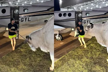 Imagem ilustrativa da imagem Nattan tenta levar vaca de Henrique, da dupla com Juliano, após ter cães ‘roubados’