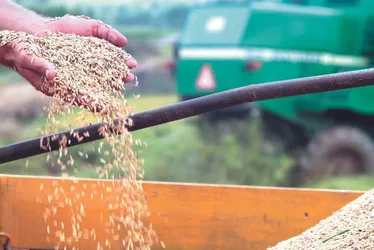 Imagem ilustrativa da imagem Para conter alta nos preços, Brasil vai ter de importar arroz e feijão