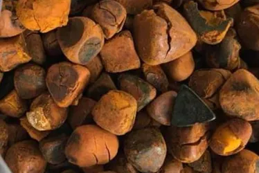 Imagem ilustrativa da imagem Pedra de fel, o “cálculo biliar” do boi que vale R$ 100 mil o quilo