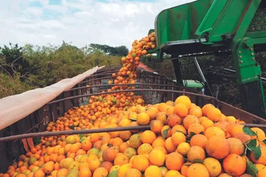Imagem ilustrativa da imagem Pior safra de laranja em 36 anos