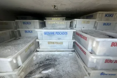 Imagem ilustrativa da imagem Polícia apreende 10 toneladas de pescado irregular no ES