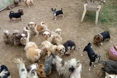 Imagem ilustrativa da imagem Polícia encontra 192 cães com sinais de maus-tratos dentro de canil em Viana
