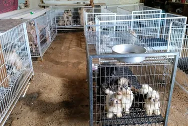 Imagem ilustrativa da imagem Polícia encontra 192 cães com sinais de maus-tratos dentro de canil em Viana