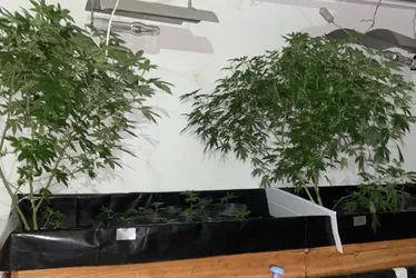 Imagem ilustrativa da imagem Polícia encontra estufas clandestinas com plantação de maconha em Aracruz