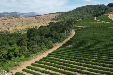 Imagem ilustrativa da imagem Produtor rural é multado em mais de R$ 100 mil por desmatamento ilegal no ES