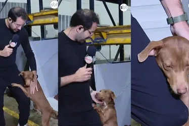 Imagem ilustrativa da imagem Repórter do SBT adota cãozinho que abraçou sua perna no Rio Grande do Sul