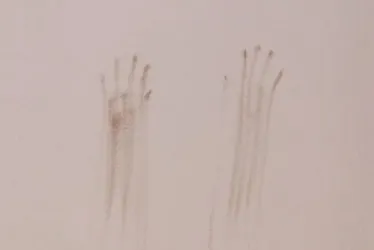Imagem ilustrativa da imagem Suspeito é baleado e morto após assalto em Vila Velha