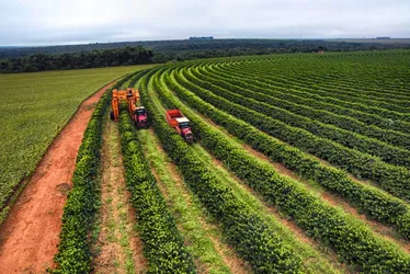 Imagem ilustrativa da imagem Agronegócio do ES exportou mais de US$ 1,8 bilhão nos sete primeiros meses de 2024