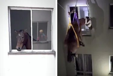 Imagem ilustrativa da imagem VÍDEO | Égua é resgatada do 3º andar de prédio residencial no RS