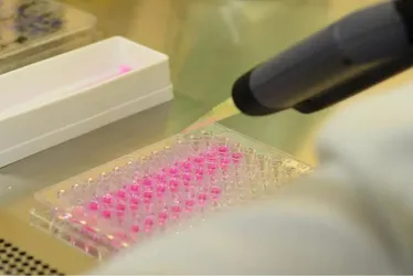 Imagem ilustrativa da imagem Vírus zika pode voltar a se replicar após recuperação, aponta estudo