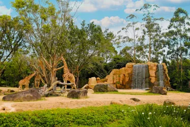 Imagem ilustrativa da imagem Zoológico do Beto Carrero World é encerrado após 32 anos