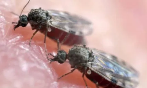 
          Imagem ilustrativa da imagem Alerta em Pernambuco: vírus oropouche é achado em feto e pode ter causado aborto
          