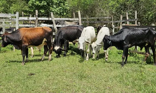 
          Imagem ilustrativa da imagem Altinho e Aliança em destaque no Notícias do Campo deste domingo, às 8h
          